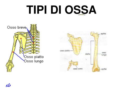 PPT APPARATO LOCOMOTORE PowerPoint Presentation ID 4754109