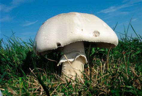 Agaricus arvensis champiñón bola de nieve descubre sus características