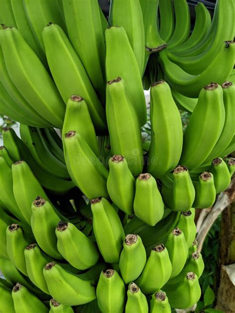 Bananas Are One Of The Nutritious And Nutritious Healthy Foods