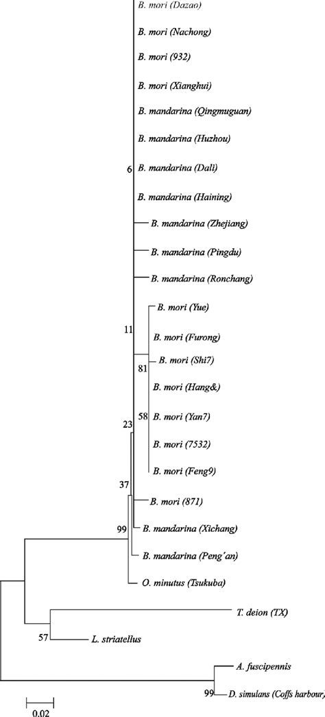 Phylogenetic Tree Of Wolbachia In Silkworms All 21 Wsp Sequences From