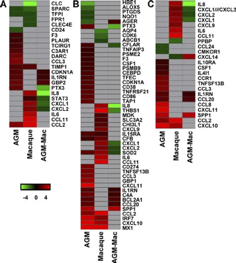 Innate Host Response To SARS CoV Infection In African Green Monkeys