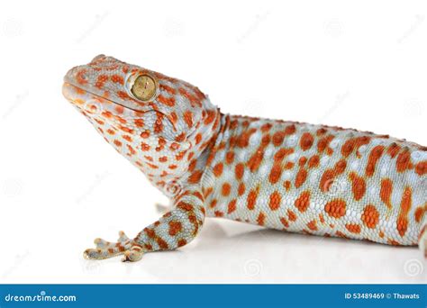 Gecko Stock Image Image Of Nocturnal Arboreal Spots 53489469