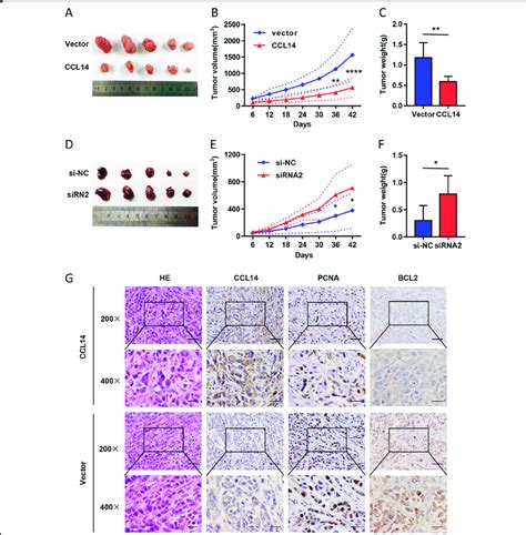 CCL14 Inhibits Tumor Growth Of HCC In Nude Mice In Vivo A Images Of