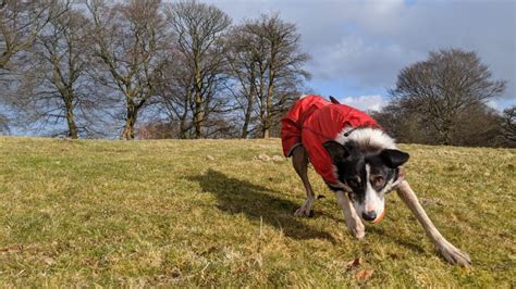 Obesidad en Border Collies y cómo ayudar a tu collie a perder peso