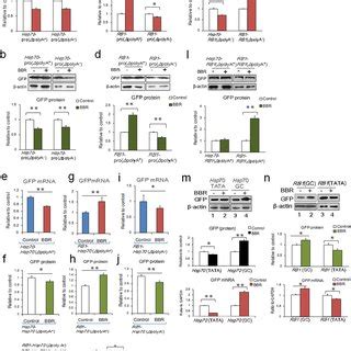 Effect Of Berberine On MRNA And Protein Expression Levels With The TATA