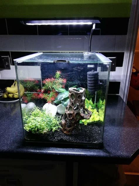 Stunning Nano Aquarium Tropical Shrimp/Breeding Tank | in Colchester ...