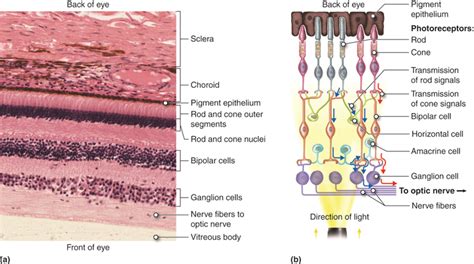 Cenveo Drawing Layers Of The Retina English Labels Anatomytool