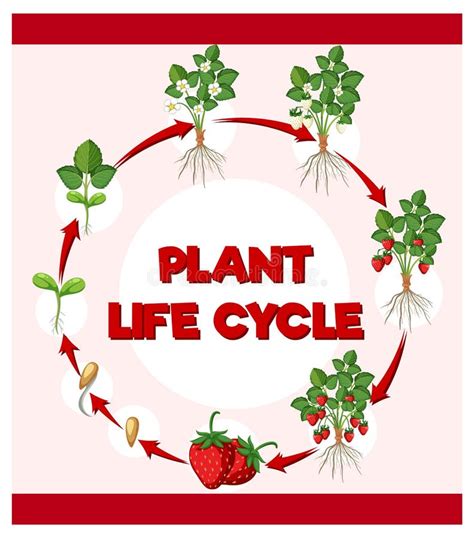 Life Cycle of Strawberry Diagram Stock Vector - Illustration of diagram ...