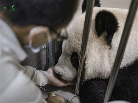 臺北市立動物園 新聞稿 「團團」後肢無力、食慾下降，再度前往臺大附設動物醫院複檢