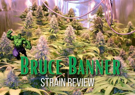 Bruce Banner Strain Review Growing Guide Aka Banner Og Banner