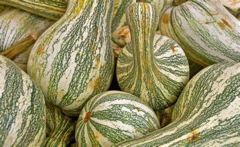 Cushaw Green Striped Asia Seeds