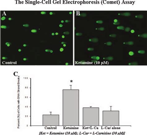 Single Cell Gel Electrophoresis Comet Assay For Rat Primary Neuronal