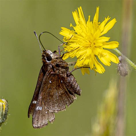 Dusted Skipper From Rockland County NY USA On June 4 2024 At 11 22