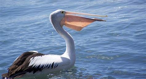 Pelican Bird Beak Long - Free photo on Pixabay - Pixabay