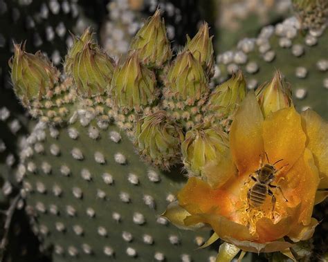 Desert Flower Life Macro Close Up Critiques Nature Photographers