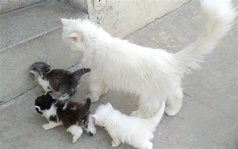 子猫達を連れて歩く母猫。何とか子猫達を家の玄関まで誘導し、みんなで一緒に家の中に入っていく様子にホッコリ♡ エウレカ！