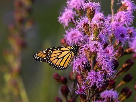 Monarch Butterfly Snail Lake Regional Park Vadnais Hts M