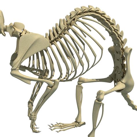 Rat Skeleton 3D Model – 3D Horse