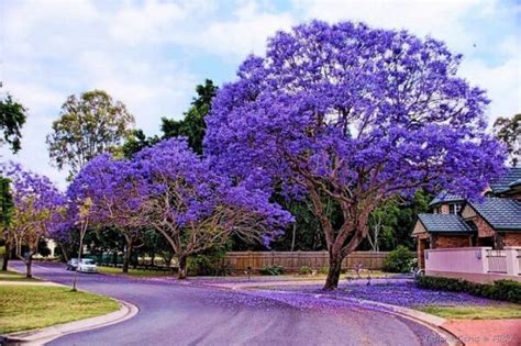 Jacaranda Mimosifolia ALGARSEMENTES