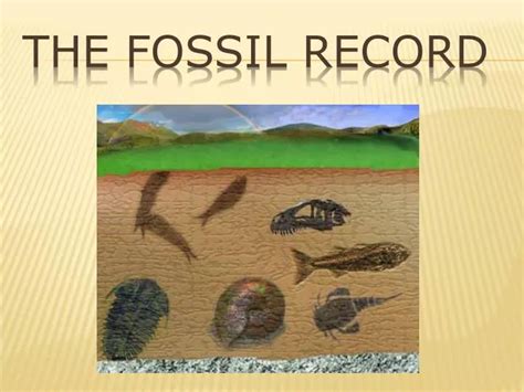 PPT - The Fossil Record PowerPoint Presentation, free download - ID:5553357