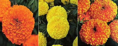 Different colours of marigold. | Download Scientific Diagram