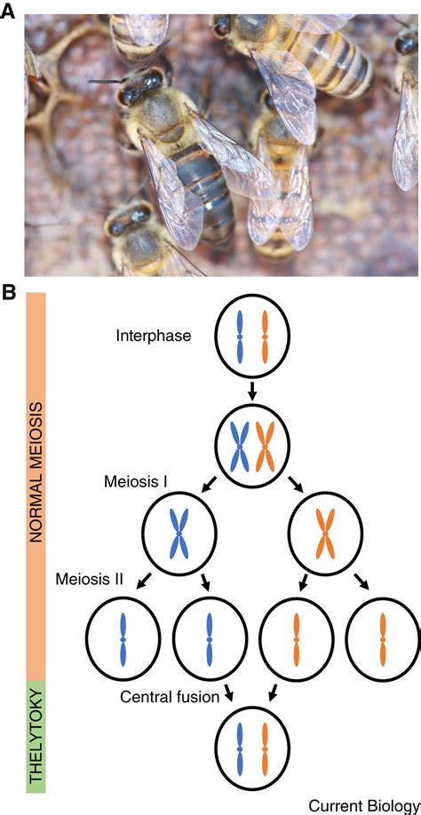 Population Genomics How Do Cape Honey Bees Do Without Sex Current