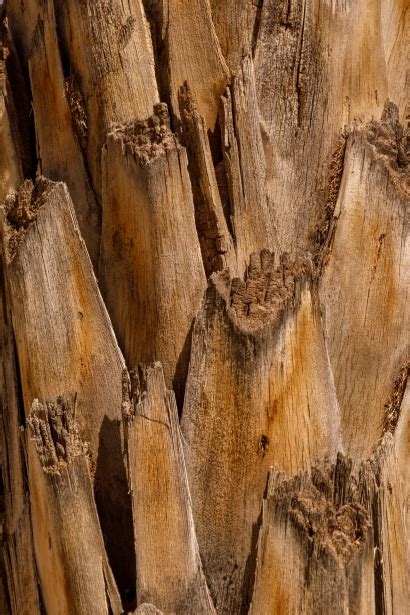 Palm Tree Trunk Texture Free Stock Photo Public Domain Pictures