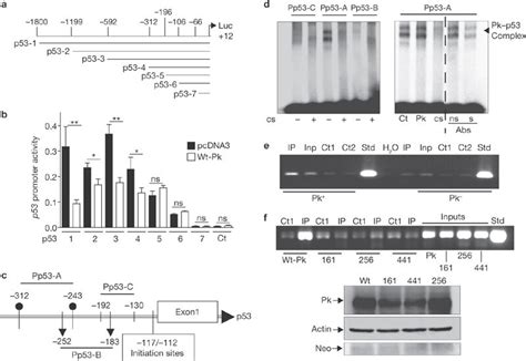 Deletion Analysis Of P53 Promoter Transactivation By Parkin And