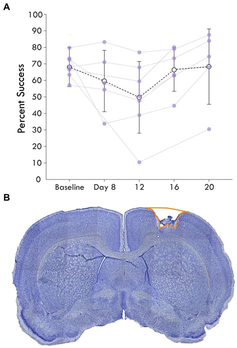 Frontiers Post Ischemic Reorganization Of Sensory Responses In