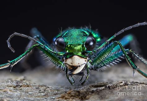 Six Spotted Green Tiger Beetle Photograph By Phil Degginger Fine Art