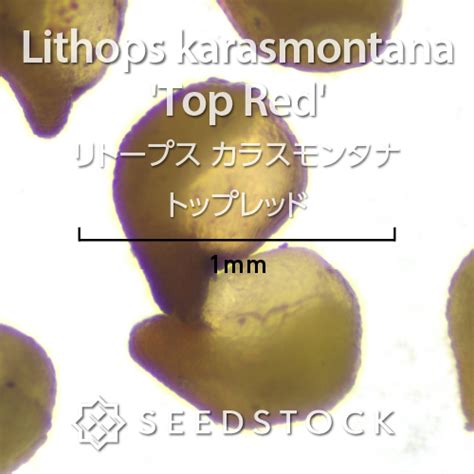 種子 リトープス カラスモンタナ トップレッド Lithops karasmontana Top Red の商品情報 SEEDSTOCK