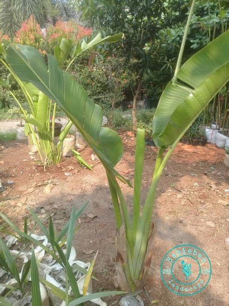 Jual Pohon Pisang Kipas Di Lapak Habiban Taman Bukalapak