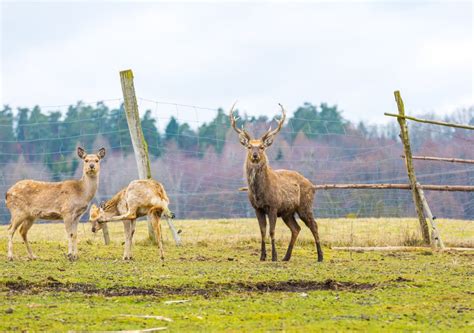 Oklahoma Deer Hunting Regulations - Backroad Acres