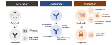 How antibody development enhances the functionality of therapeutic ...