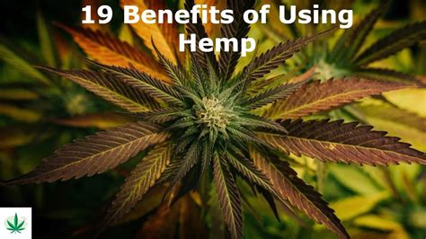 19 Benefits of Using Hemp