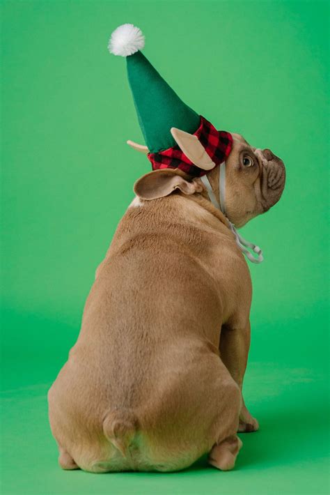 The Stinky Truth: Why Do Dog Farts Smell So Bad? - BarkLikeMeow