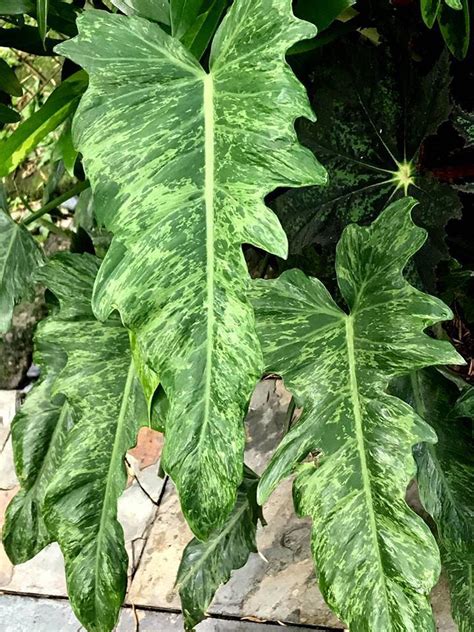 PlantFiles Pictures Philodendron Golden Dragon Philodendron By Kell