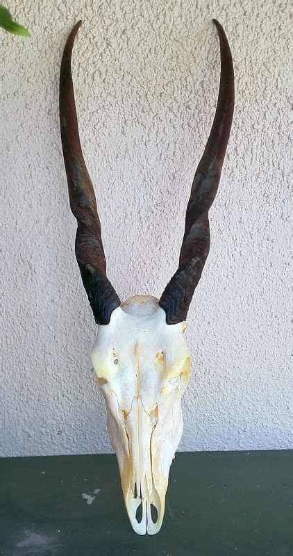 African Eland Skull Plate