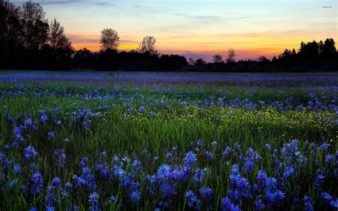 Wild Flowers Wallpaper (64+ images)