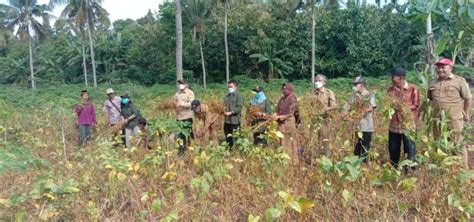 Panen Raya Kedelai Bersama Dinas Pertanian Dan Pangan Provinsi