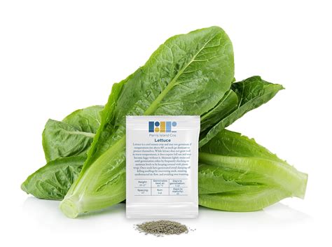 Buy 1000 Parris Island Cos Romaine Lettuce Seeds Heirloom Non GMO USA