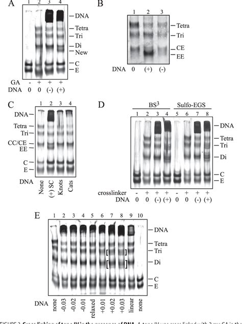 Figure 3 From Alteration Of Escherichia Coli Topoisomerase IV