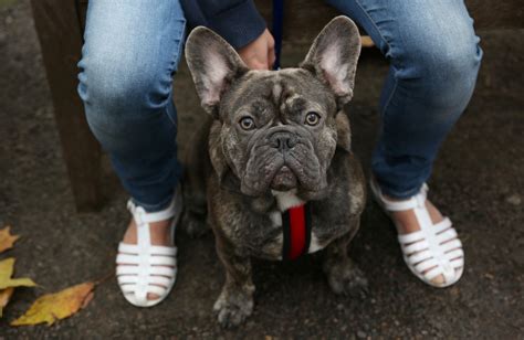 saggy face dogs 3