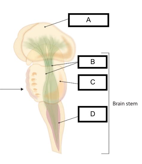 Brain Stem Diagram Diagram Quizlet