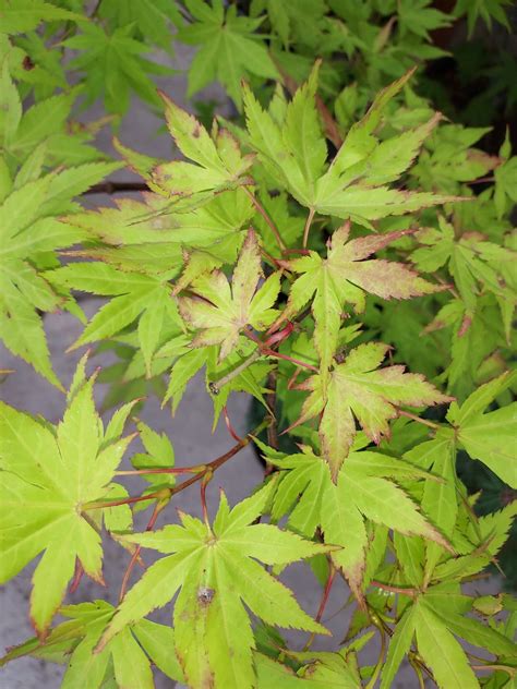 Acer Palmatum Summer Gold Woodgrow Horticulture