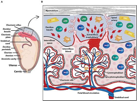 Frontiers MAIT Cells At The Fetal Maternal Interface During Pregnancy