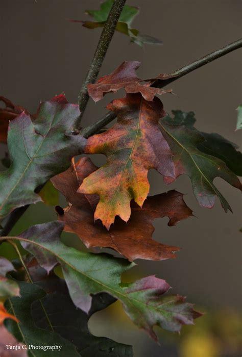 Under The White Oak Leaves Autumn Oak Tanja Chester Flickr