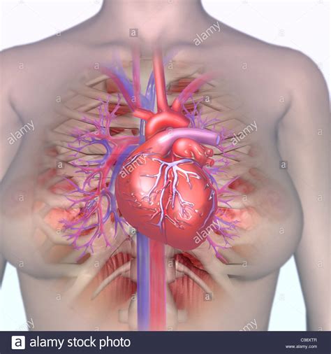 Aorta Drawing Stock Photos Aorta Drawing Stock Images Alamy