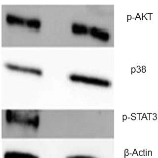 Western Blot Showing That CXCL12 Completely Suppressed P STAT3