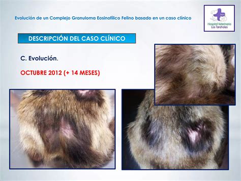 Evolución de un Complejo Granuloma Eosinofílico Felino basado en un